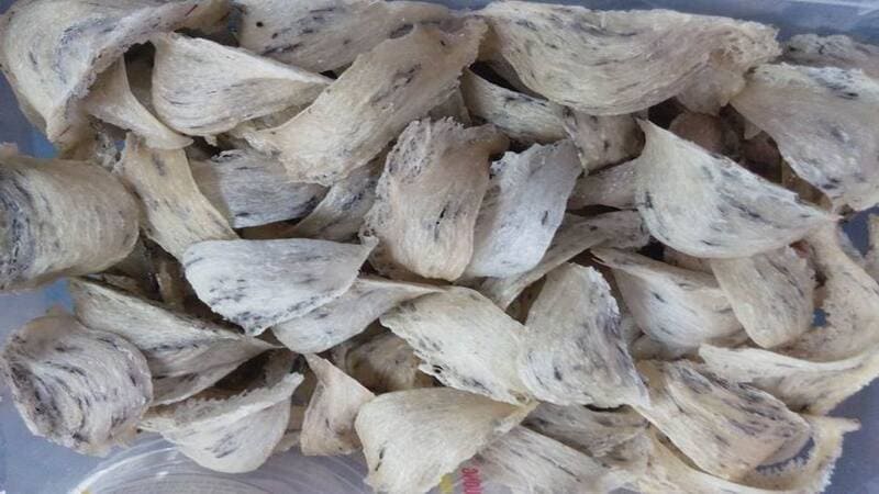 gửi yến sào sang Mỹ